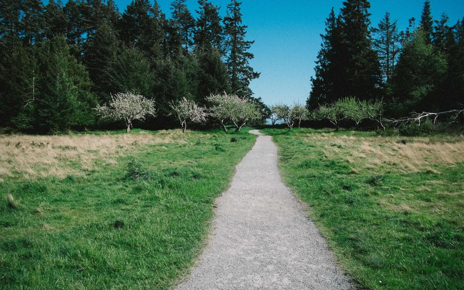 A raked gravel Zen garden with moss mounds and a stone lantern